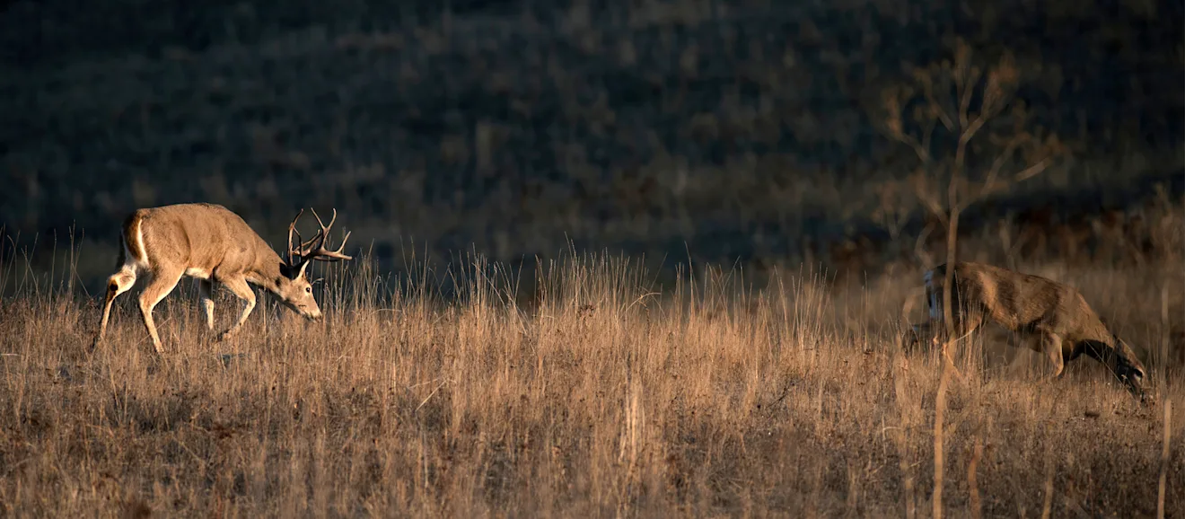 A big whitetail buck follows a doe across a tan field in November.