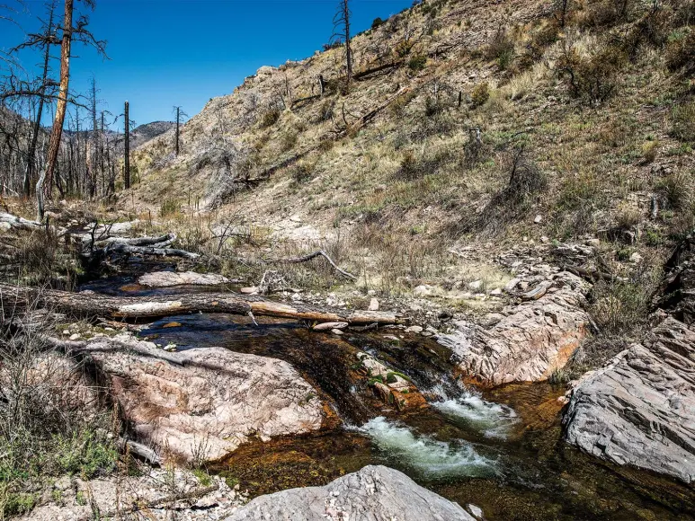 A small stream running through the Aldo Leupold Wilderness.