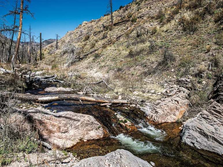 A small stream running through the Aldo Leupold Wilderness.