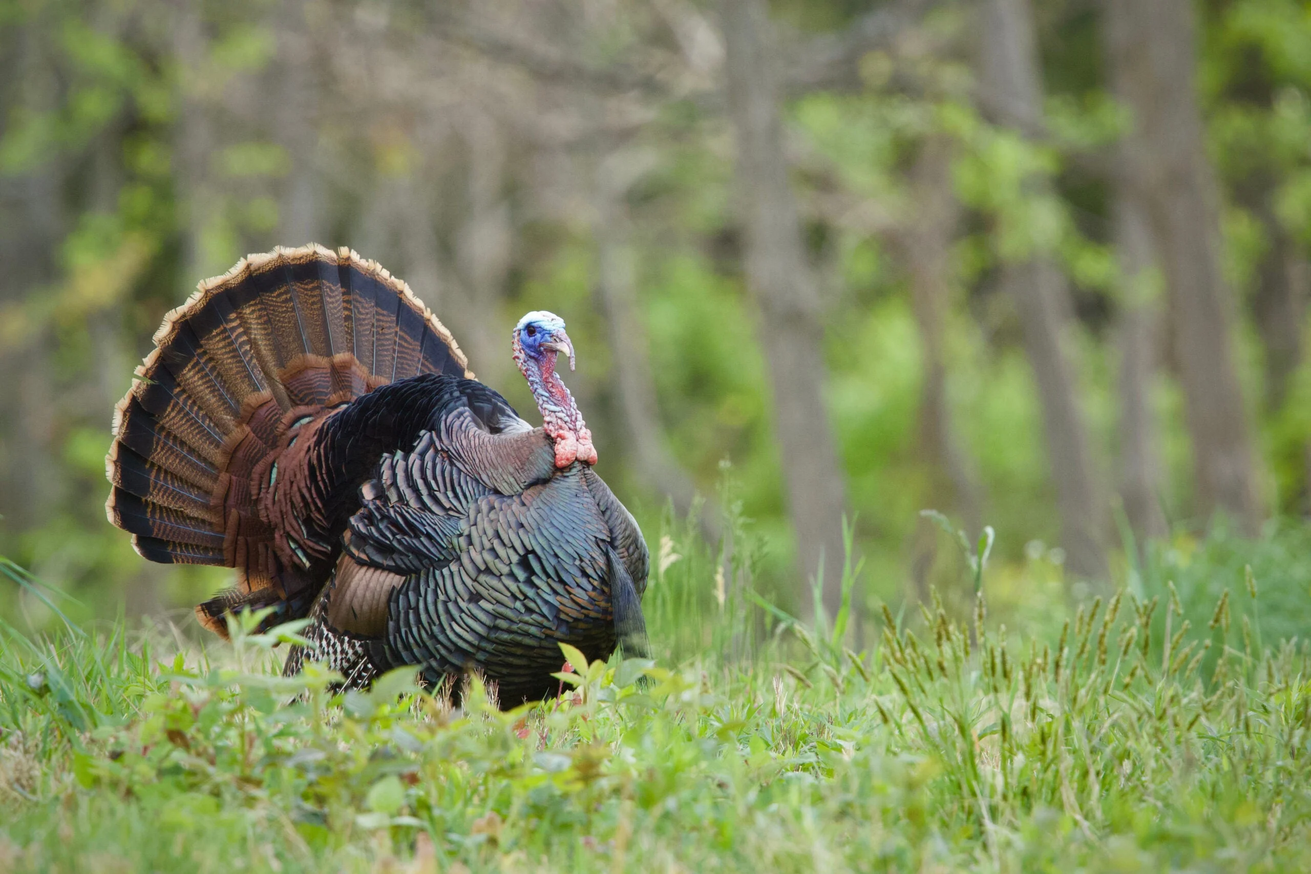 Photo of a turkey walking through grass