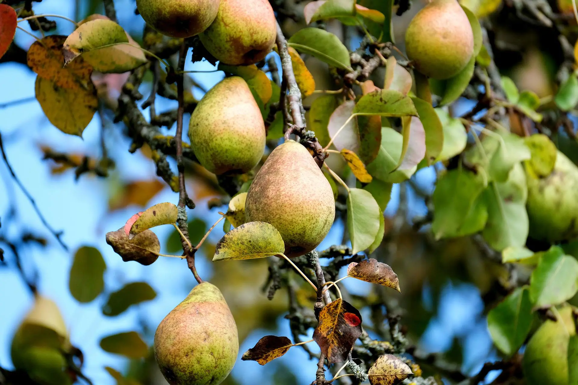 photo of pears