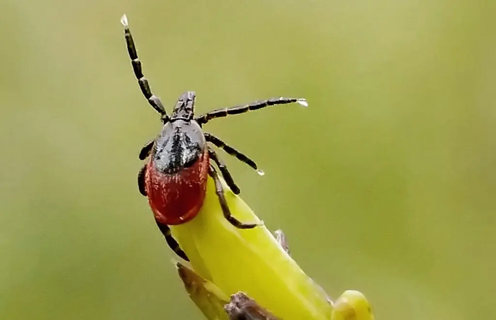 A female deer tick questing