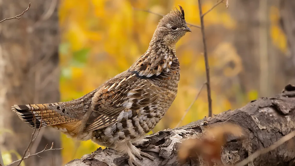 A ruffed grouse standing on a fallen log in fall woods