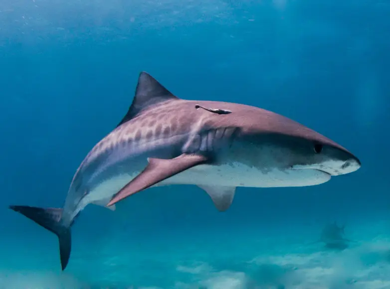 tiger shark in water