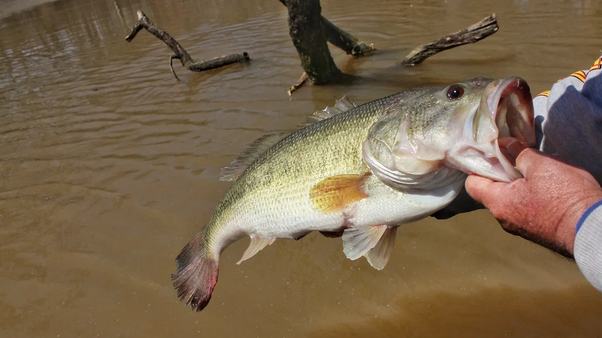 Angler's hand holding up bass above water