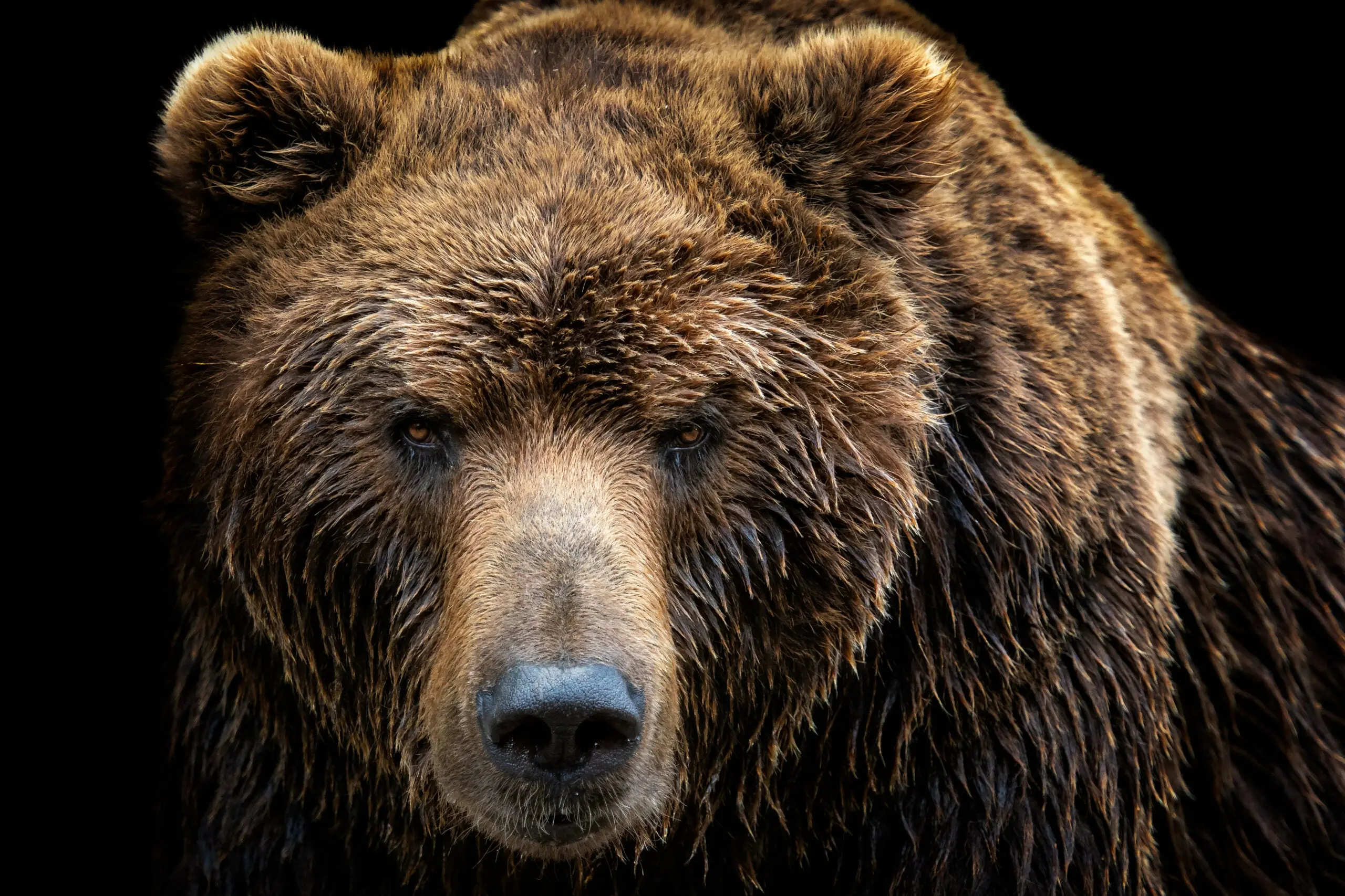 the face of a grizzly bear