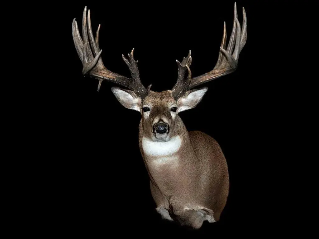 A trophy deer mount on a black background.