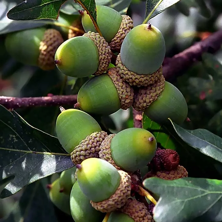 green acorns