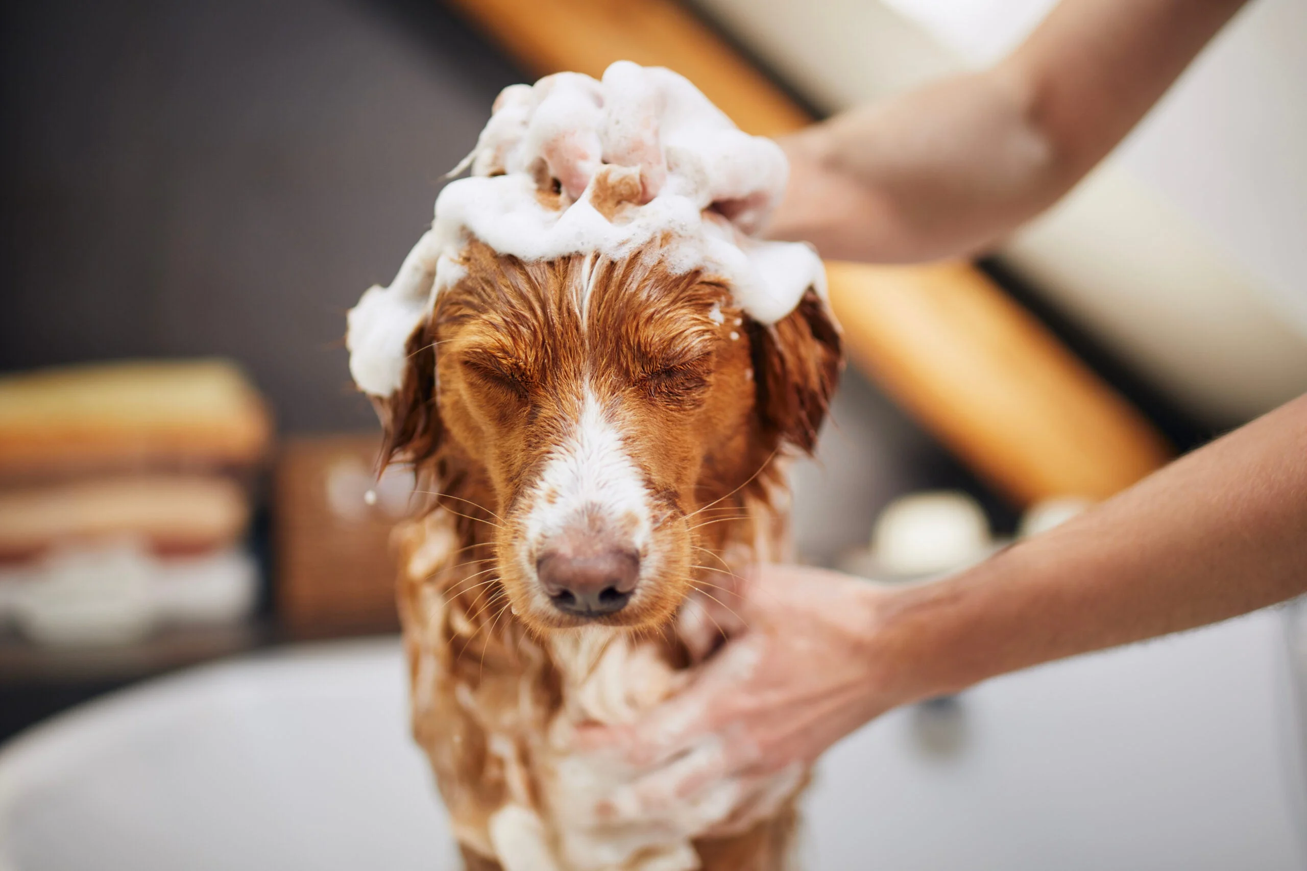 Photo of a Nova Scotia duck trolling retriever getting a bath.