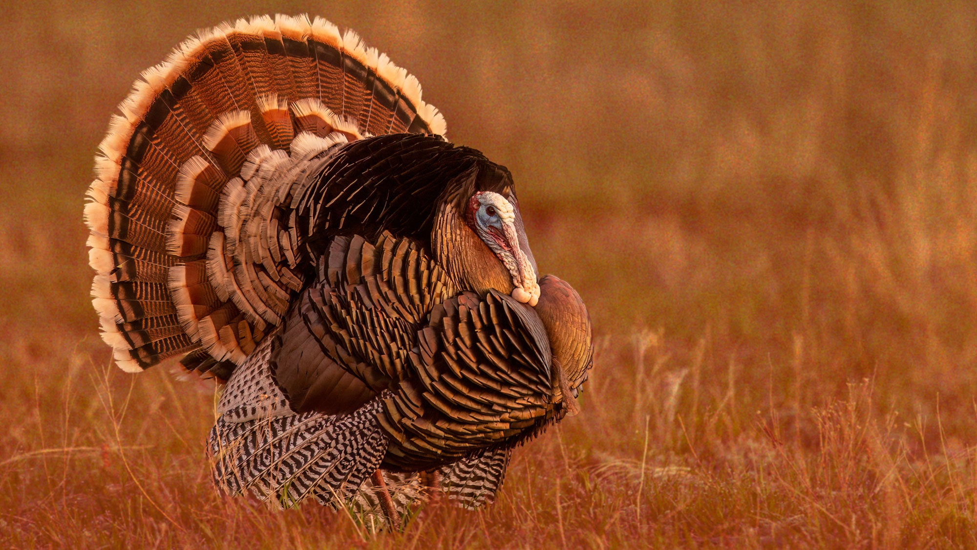 gobbler turkey in full strut