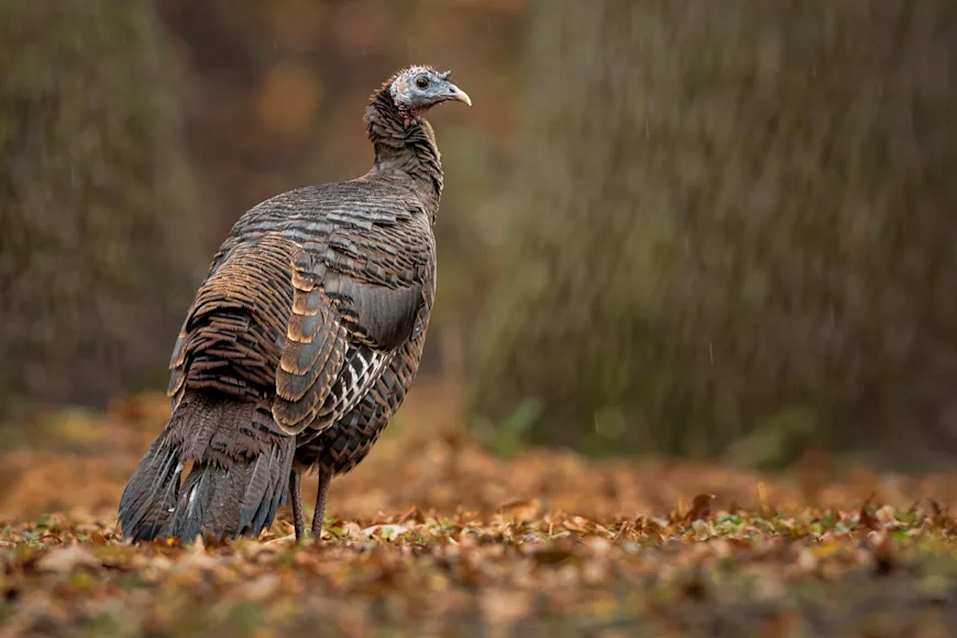 close-up-of-wild-turkey-perching-on-field