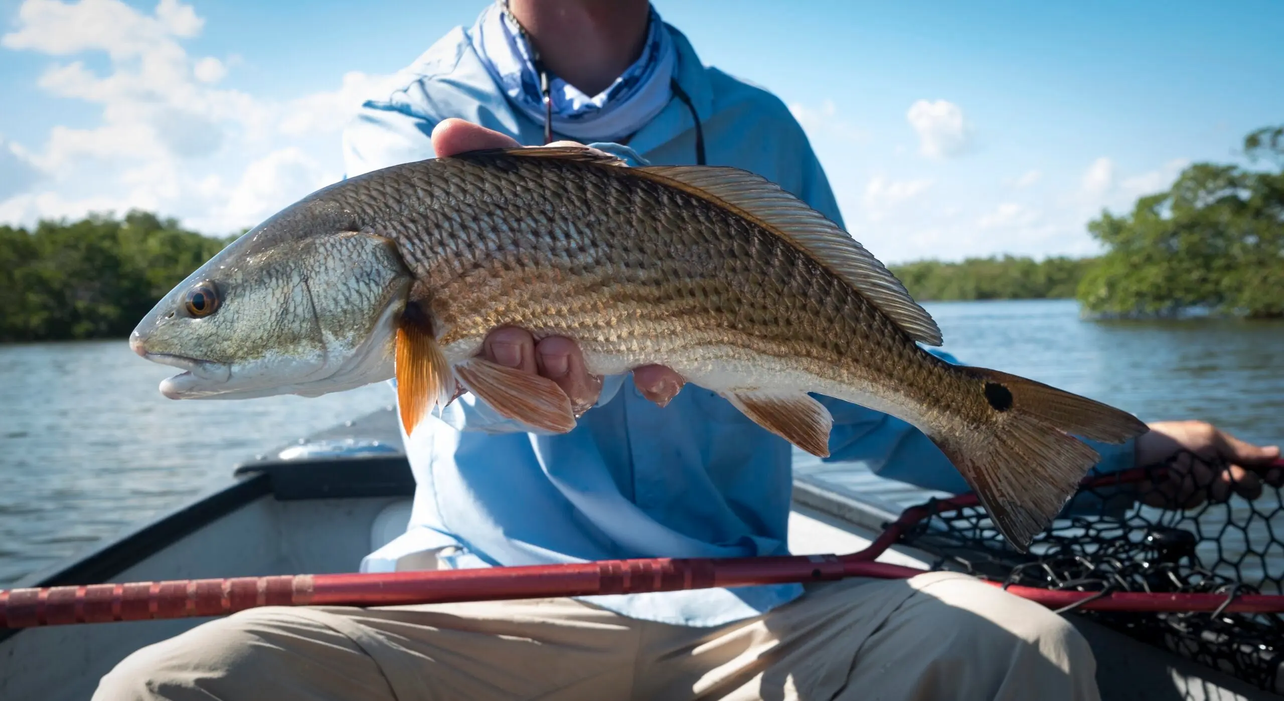 Small redfish are perfect for light tackle and fly rods.