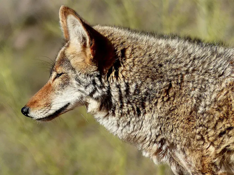 A coyote emerges from the brush.