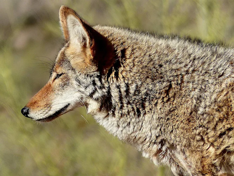 A coyote emerges from the brush.