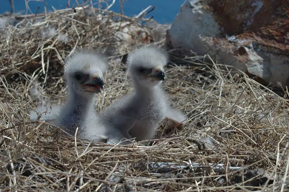 two baby eaglets in a nest