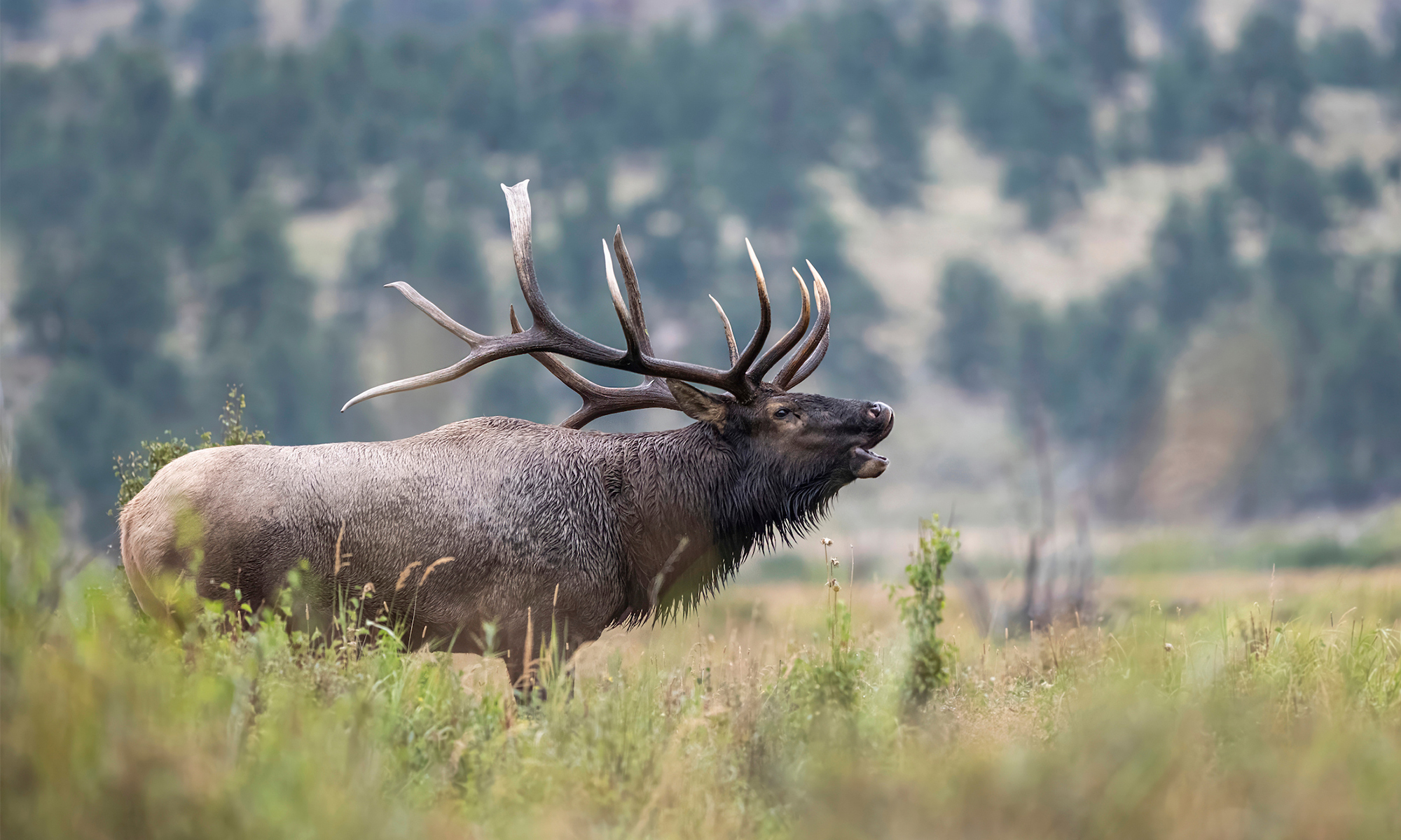 A bull elk bugles in an alpine meadow. 