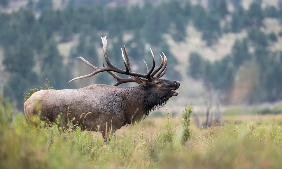 A bull elk bugles in an alpine meadow.