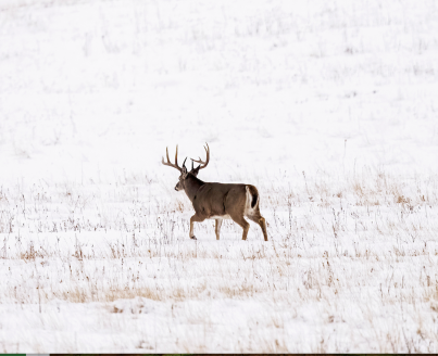 A big whitetail buck cruises across a snow-covered field. 