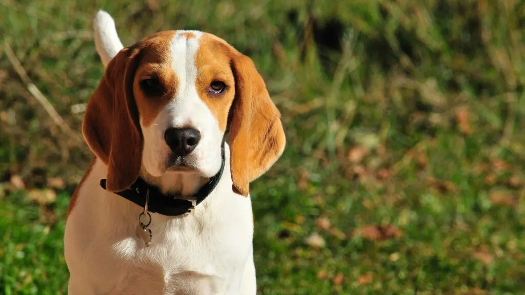 beagles are great dogs for hunting small game.