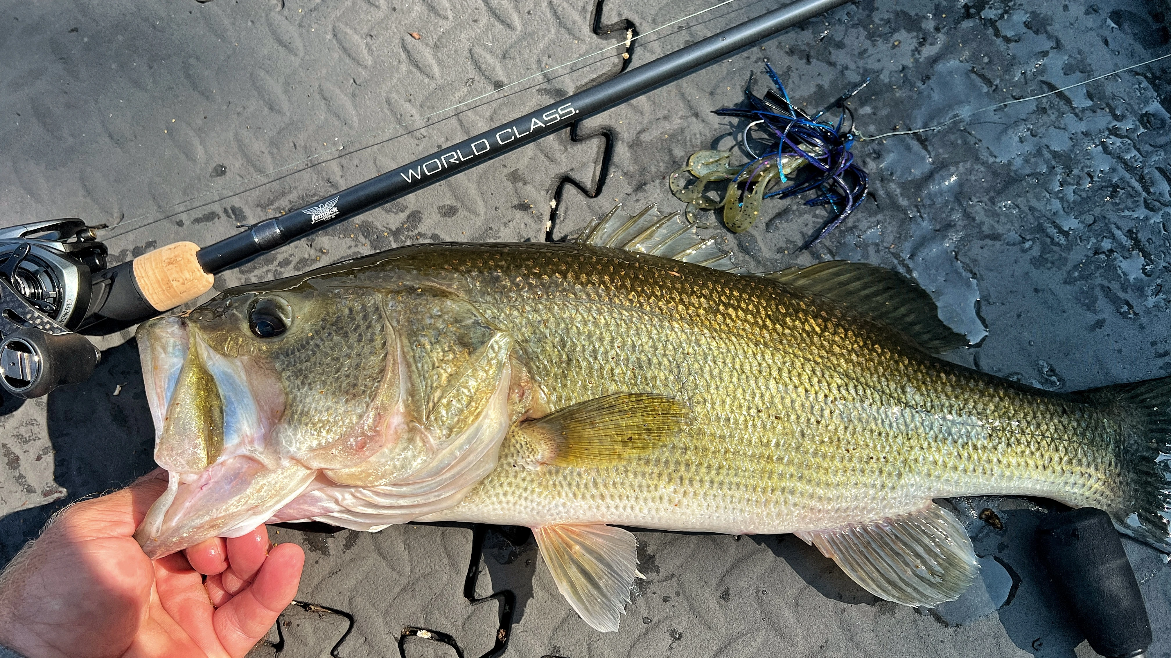 Big bass on deck of boat next to rod and bait