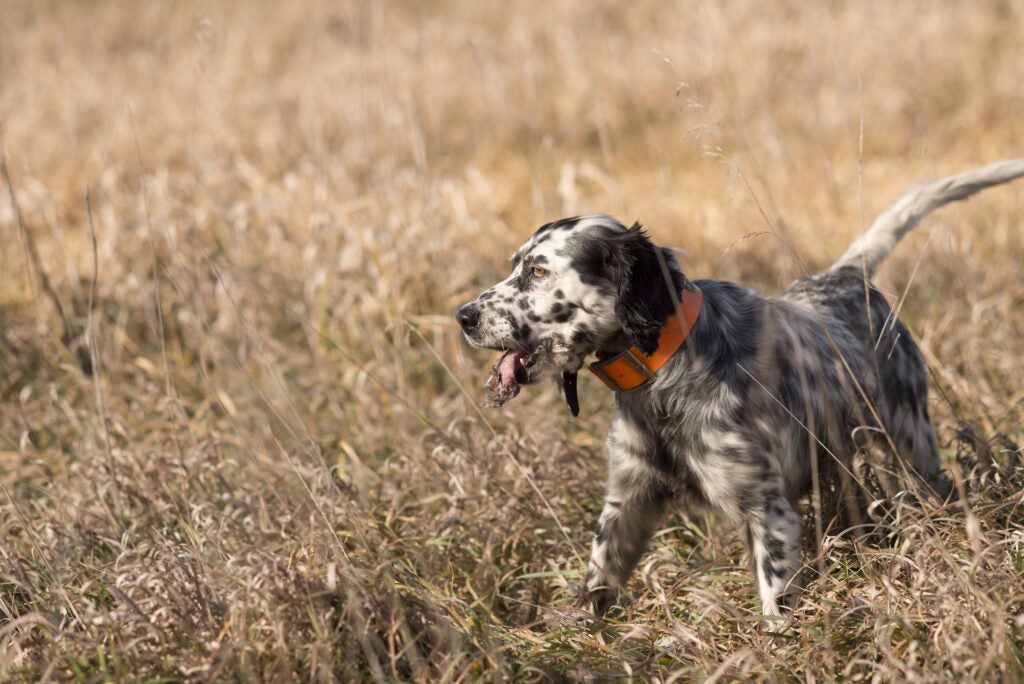 Upland orders dogs