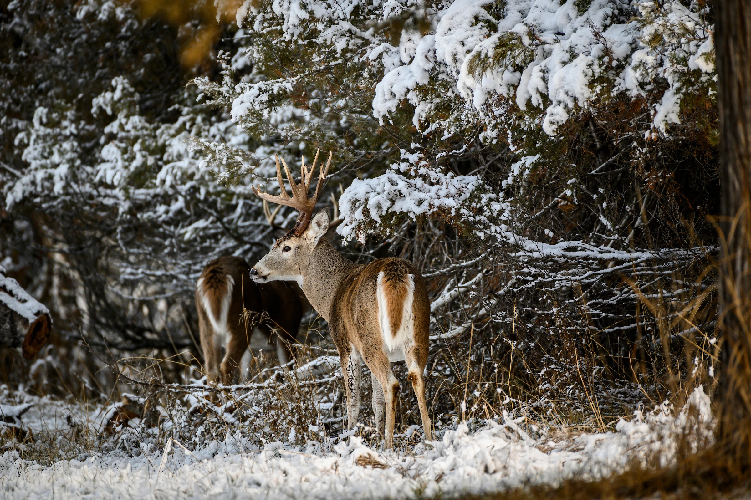 A whitetail bucks skirts the edge of thick conifer swamp. 