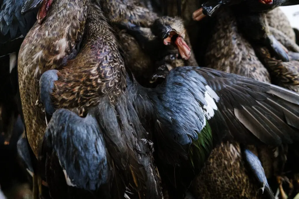 bluewing teal hunted in texas