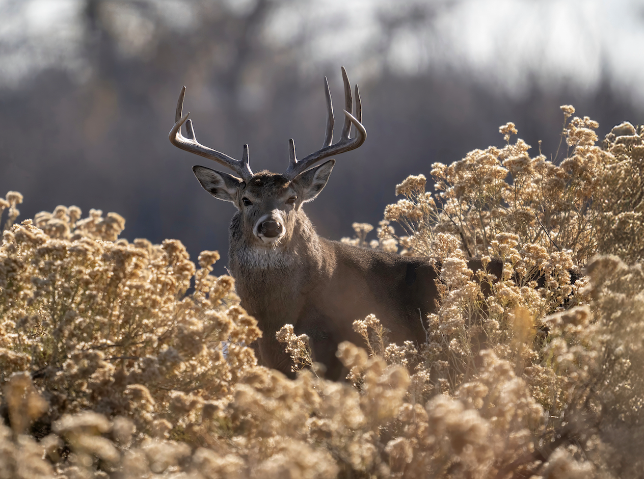 A whitetail buck stand in a patch of goldenrod. 