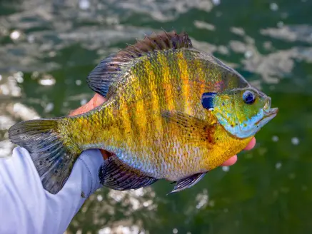 bluegill in hand