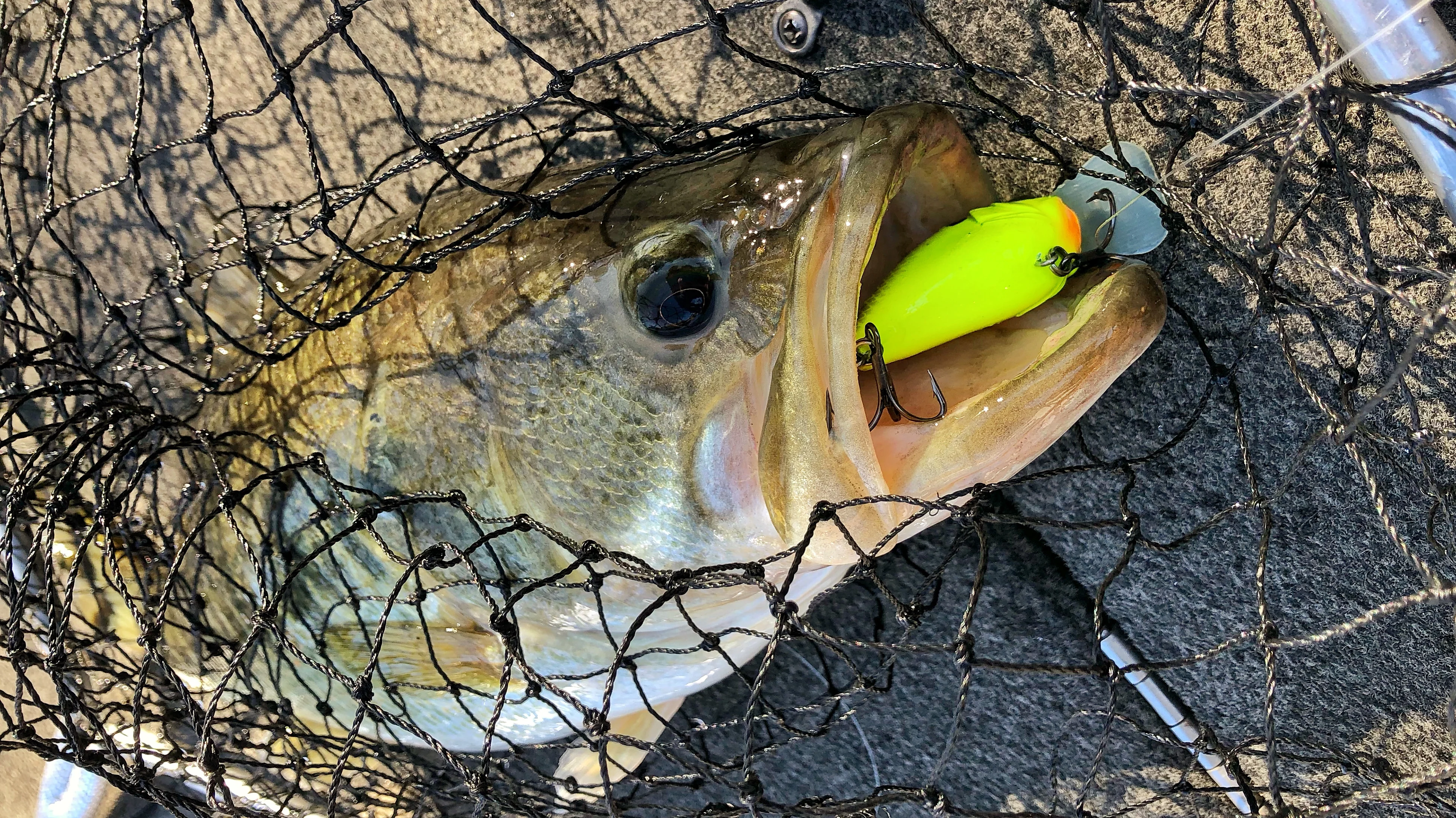 Largemouth bass with crankbait in mouth