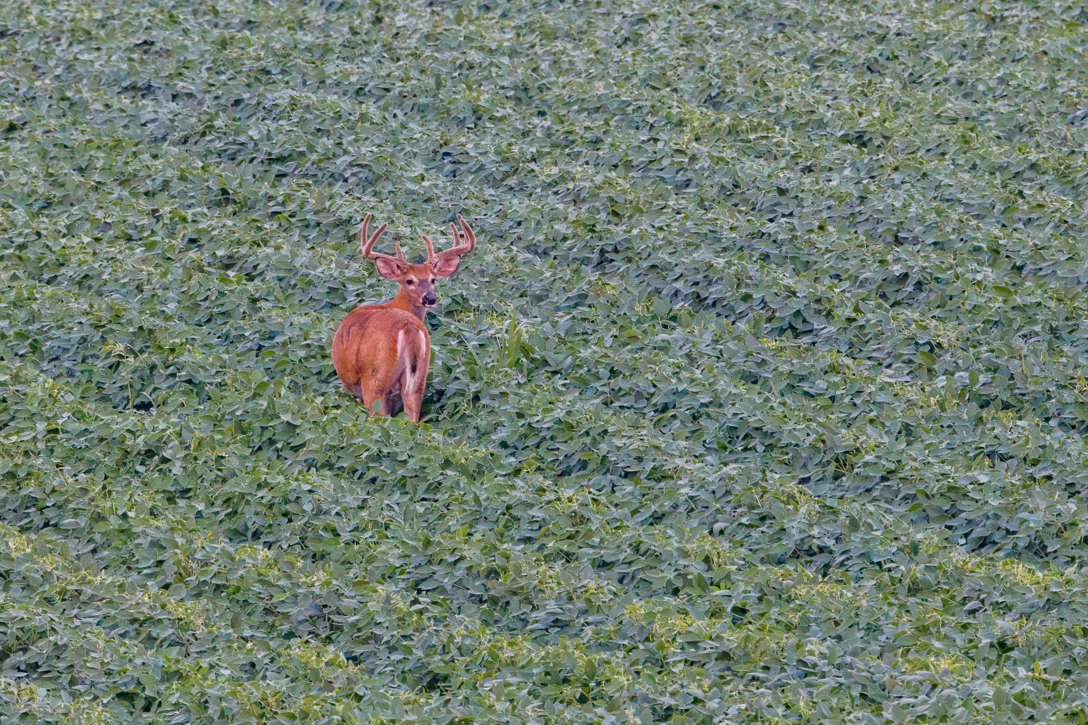 Whitetail buck in alfalfa field