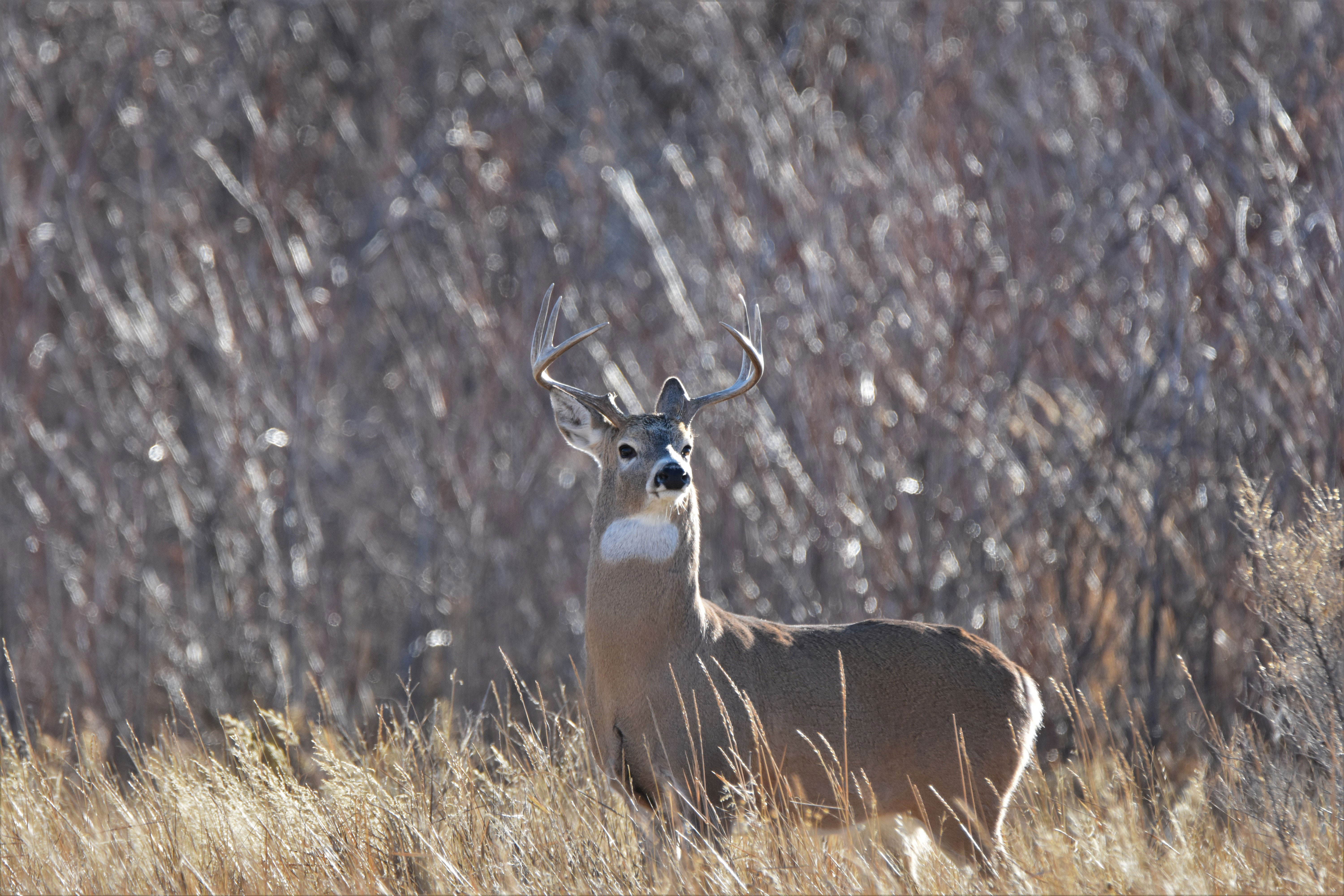 A whitetail buck moves through private land in Montana. 