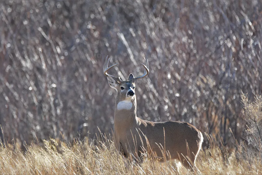 A whitetail buck moves through private land in Montana.