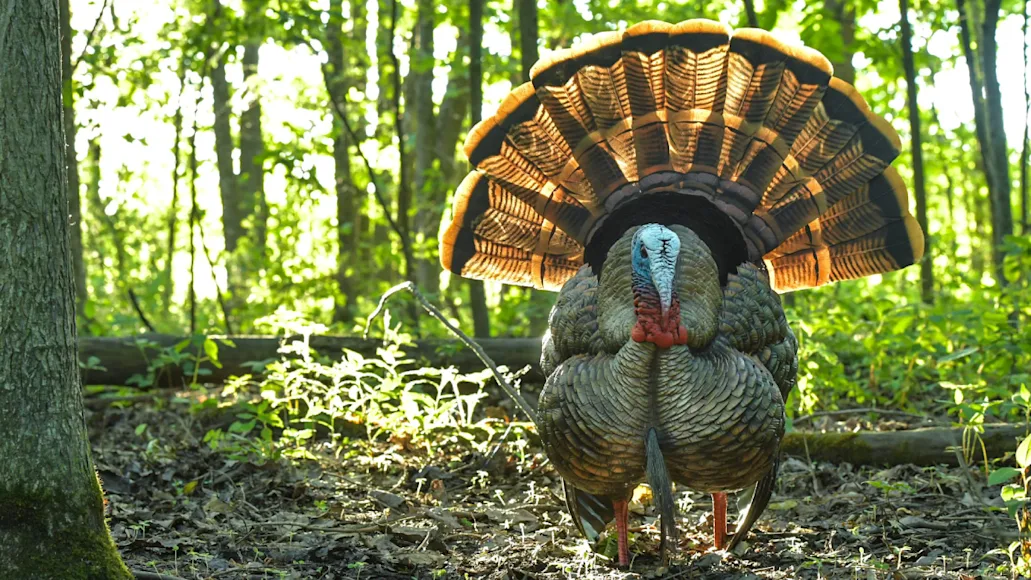 Avian-X Full Strut Tom Turkey Decoy set up in the woods