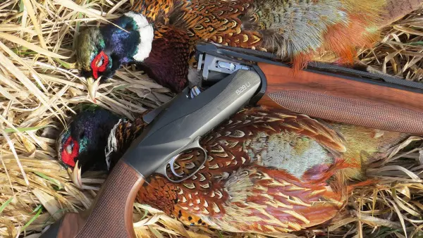 photo of Benelli 828U shotgun and pheasants