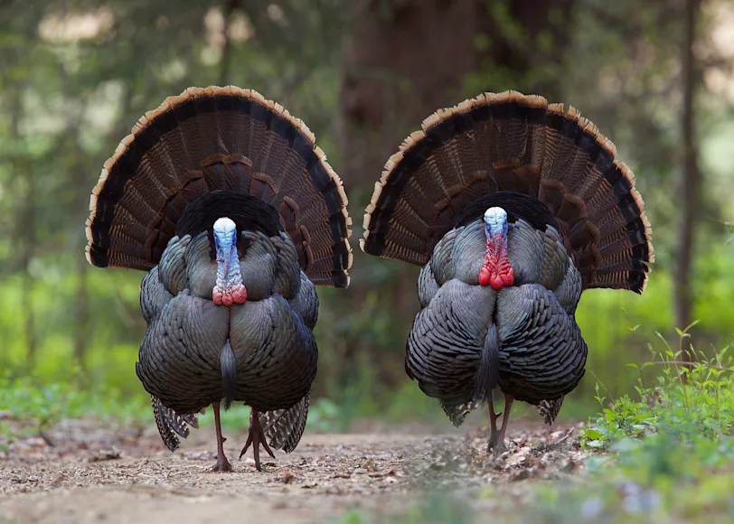 eastern wild turkey