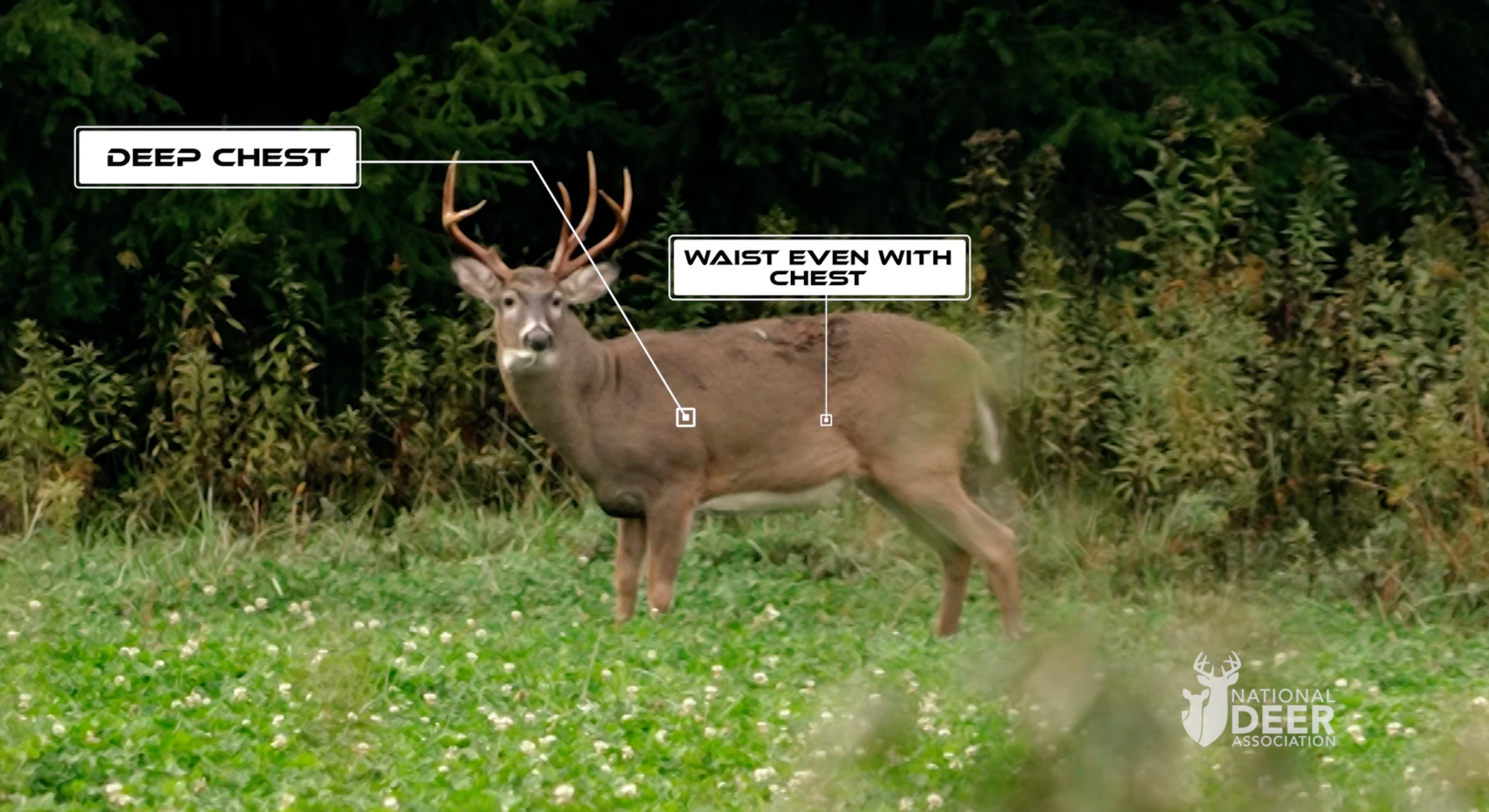 Mature whitetail buck standing in a field.