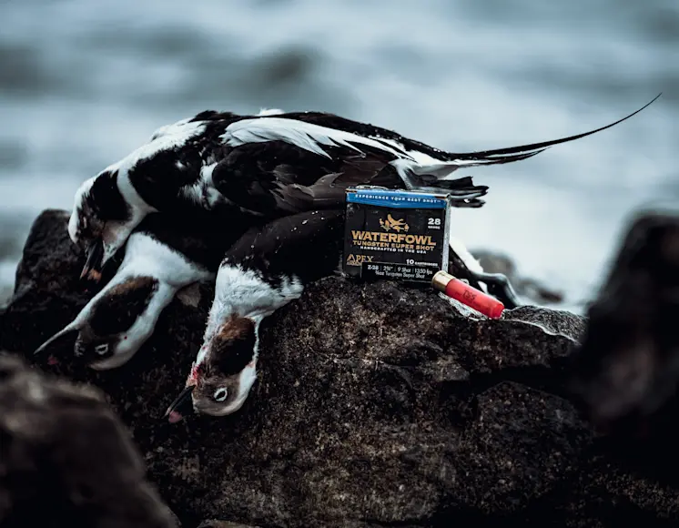 Old squaw ducks on rocks next to a box of shells with water in the background