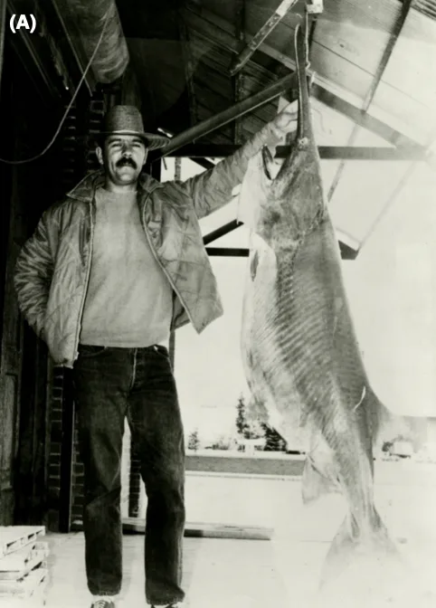 An anglers poses with a record-breaking paddlefish in Montana.