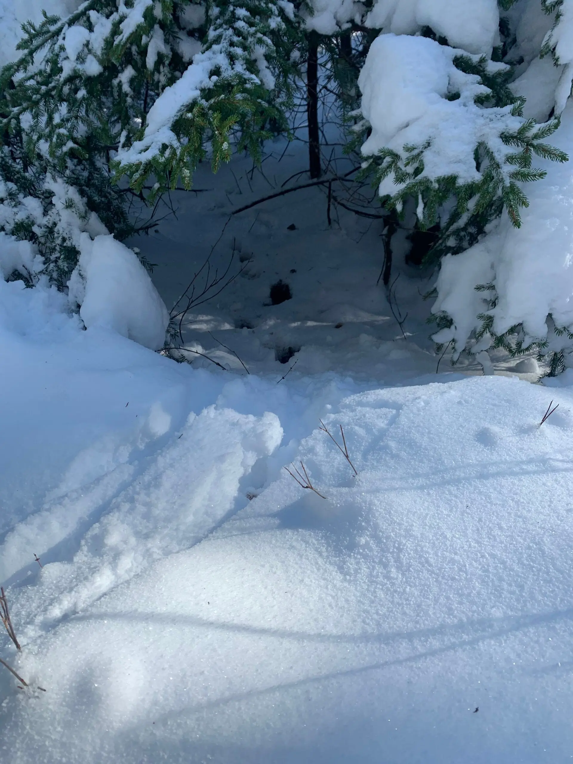 Deer tracks in snow