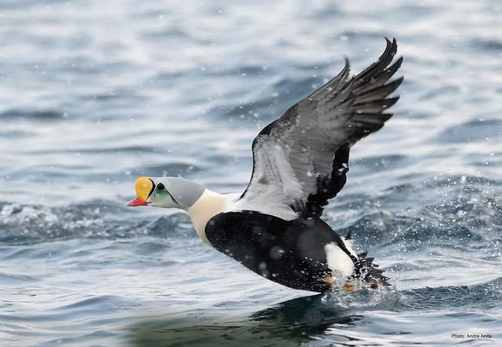 Drake king eider taking off. 