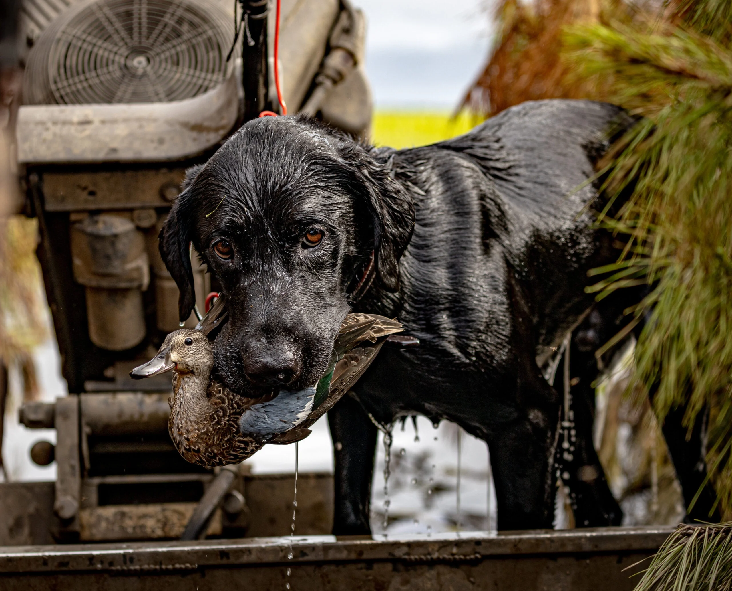 Photo of a Labrador retriever holding a bird in its mouth