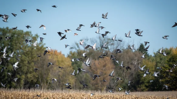 A flock of pigeons flies over a fall cornfield.