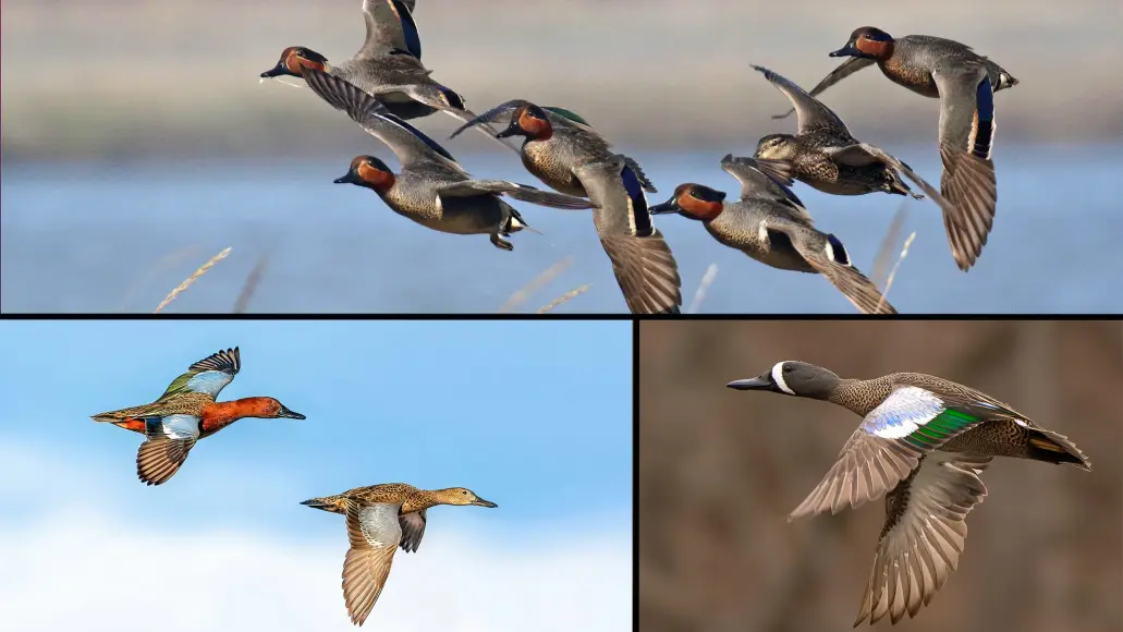 Combined photo of teal ducks. Clockwise from top: greenwing teal, bluewing teal, cinnamon teal