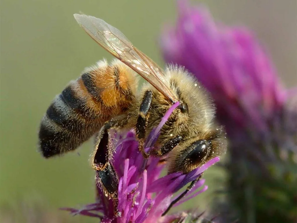 Western Honey Bee