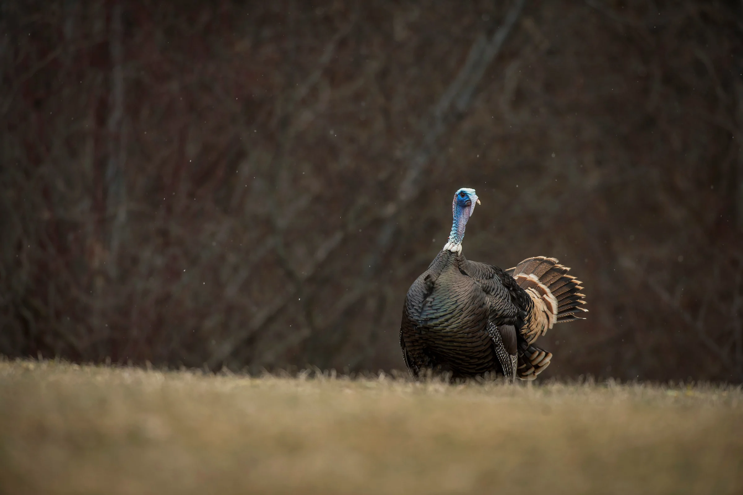 A tom turkey in a field