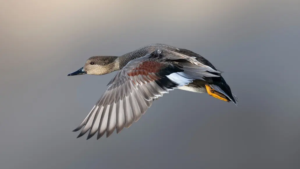 gadwall duck flying