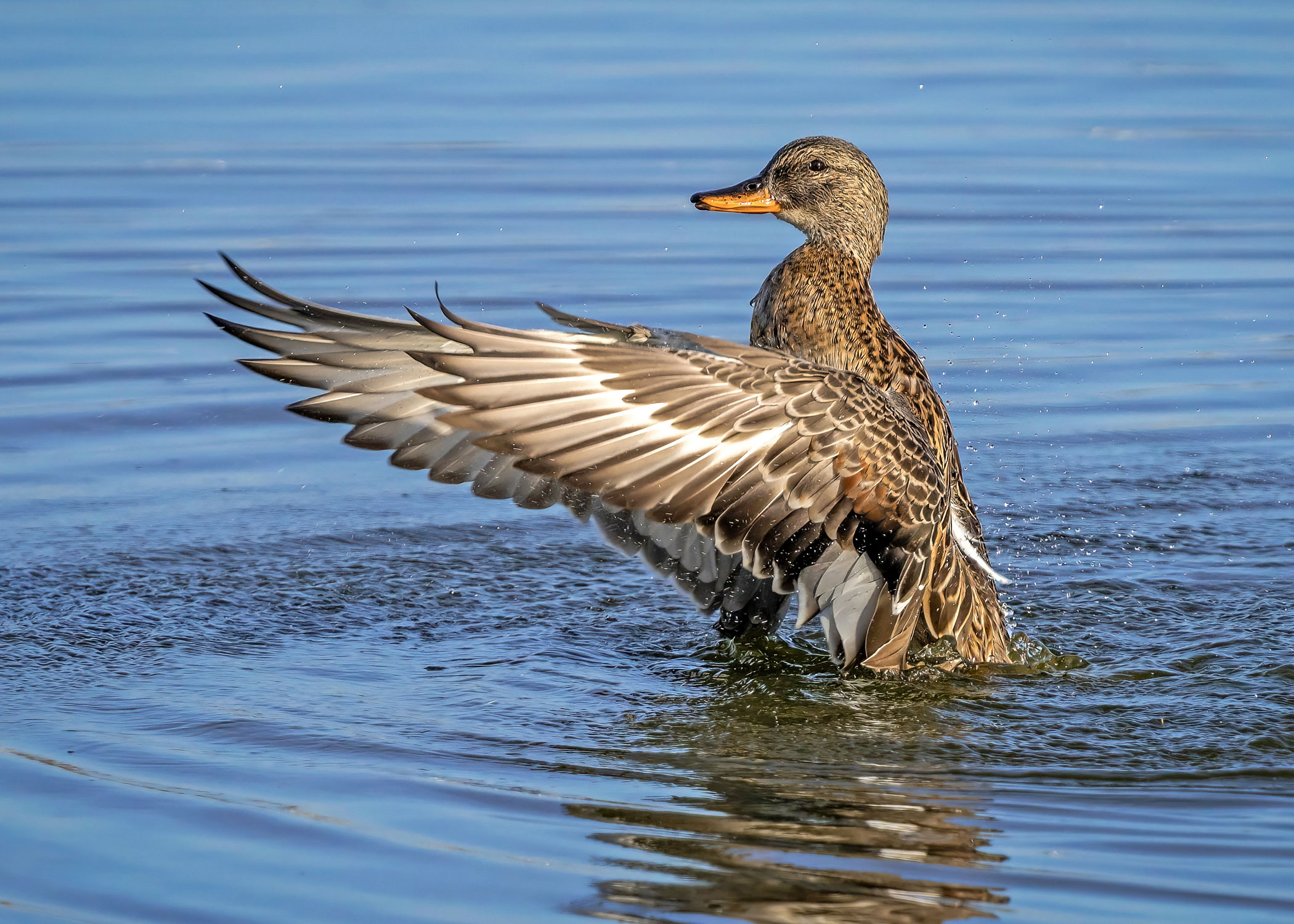 gadwall duck flying
