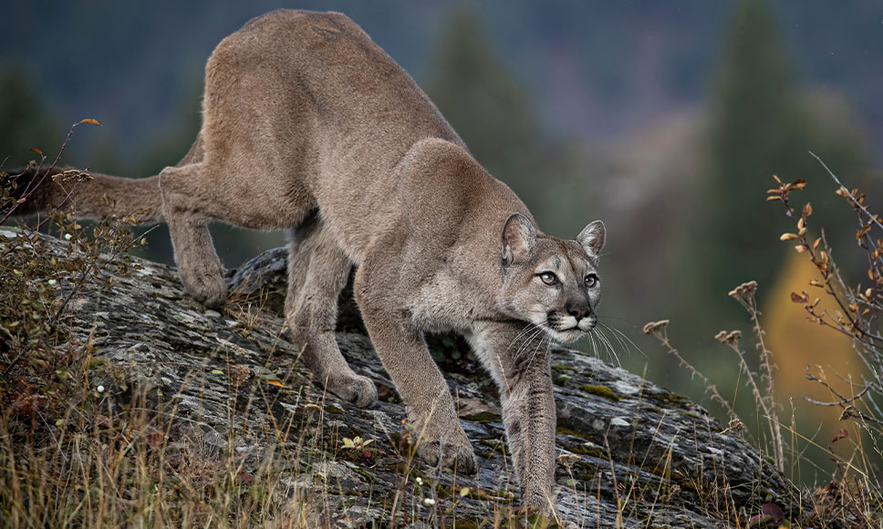 A mountain lion walks across a log. 