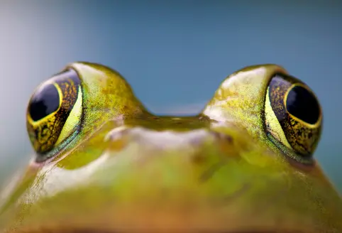 Bullfrog looking